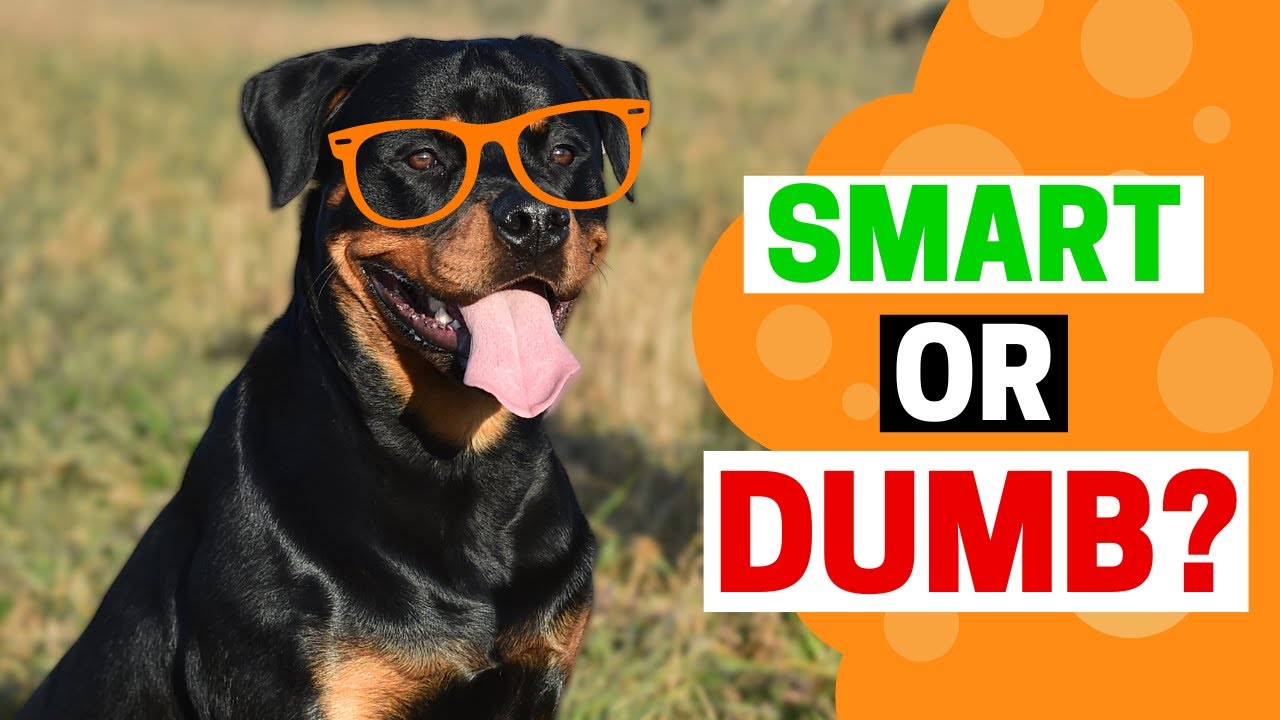 Smart Rottweiler How Intelligent Are Rottweilers? - YouTube