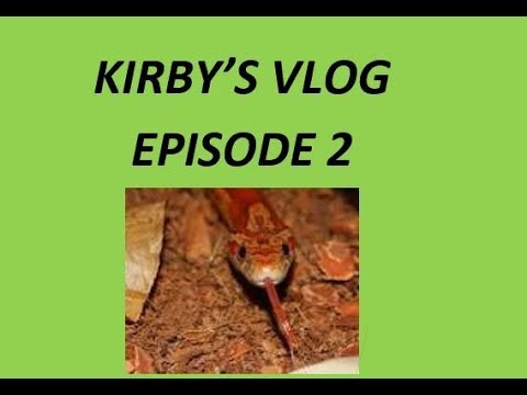 shower enclosure Finishing corn snake enclosure Kirby’s Vlog episode 2.