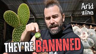 These Cacti Are All Illegal
