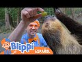 Blippi visita el refugio de animales  | Aprende con Blippi | Videos Educativos para niños