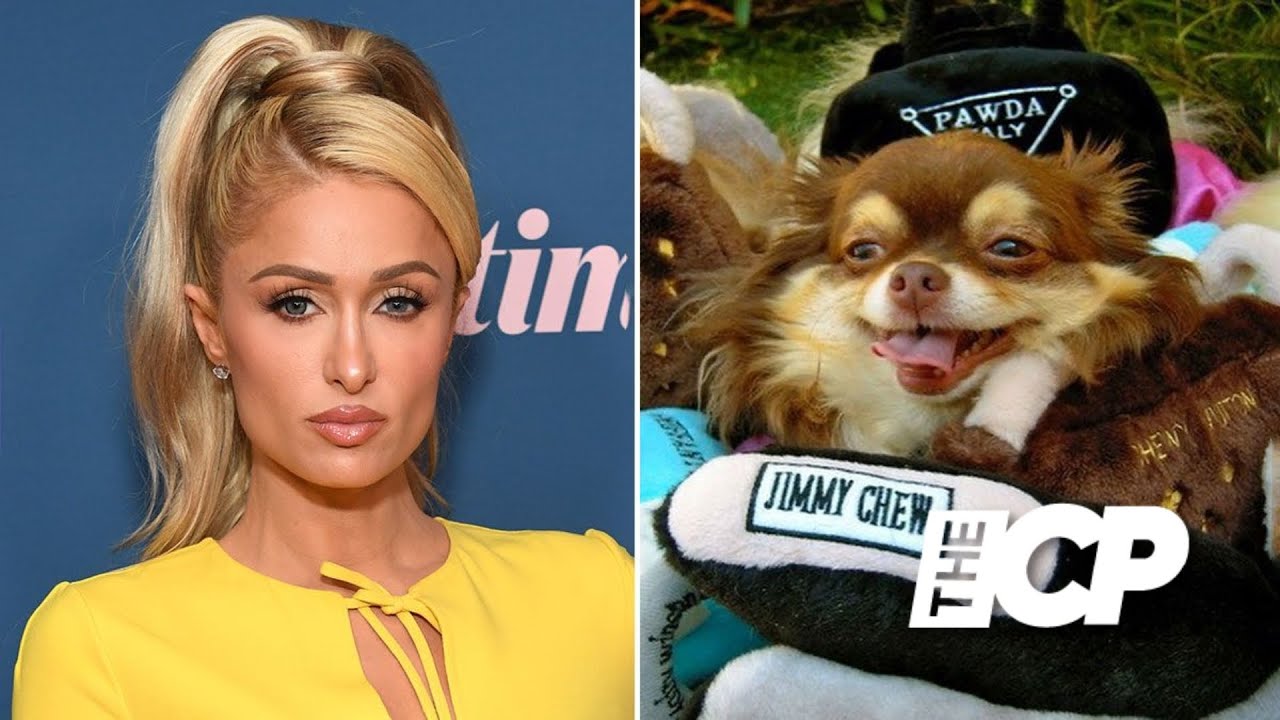 Paris Hilton TV star 'heartbroken' after 'precious' pet chihuahua dies