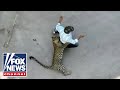 WILD video: Leopard attacks residents in Indian city