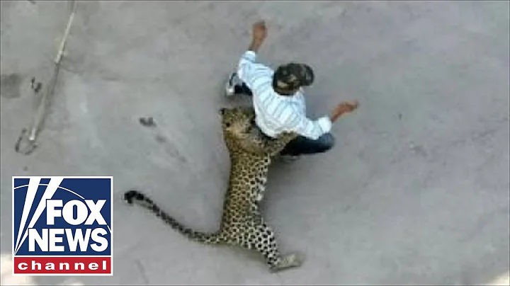 WILD video: Leopard attacks residents in Indian city - DayDayNews
