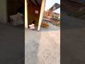 padosi ki pichhe se dor pakad kar Patang loot li #shorts #viral #patang #kite #kiteflying #ytshorts