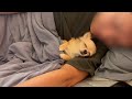 毎日一緒に寝ていたら、パパの腕枕じゃないと眠れなくなってしまったチワワ