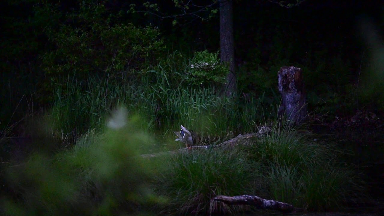 Symphonie Crepusculaire (Dusk Descends on Wooster Cemetery)