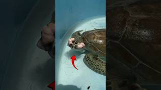 A Rescued Sea Turtle Was Covered in Tumors — Until This Happened #turtle #sea #rescue #shorts