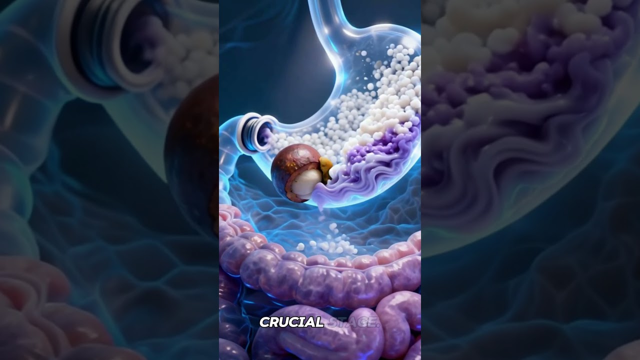 How the Human Body Digests Mangosteen (Scientific 3D CGI Animation)