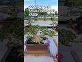 PREDIKAT BAIK SEKALI, SANCANG SUPER KREEN@mahotabonsai#shorts#bonsai#viral