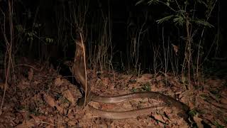 Two male king cobras (Ophiophagus hannah) fighting at night, India