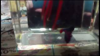 Hm rosetail multicolor