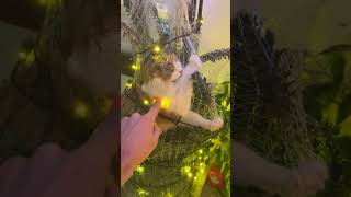Playful Cat Got Itself Stuck in the Christmas Tree