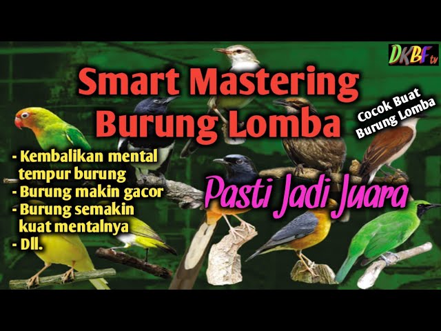 SMART MASTERING BURUNG LOMBA||Cocok buat Kacer,Murai Batu, Cucak Hijau,dll.@DAHLAN KMK birds farm class=