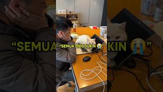 Kenapa Kucing Suka Duduk di Barang yang Lagi Kita Pakai