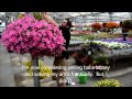 How to Correctly Water a Hanging Basket