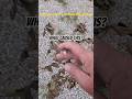This fallen branch from an American Elm was caused by... #arborist #tree