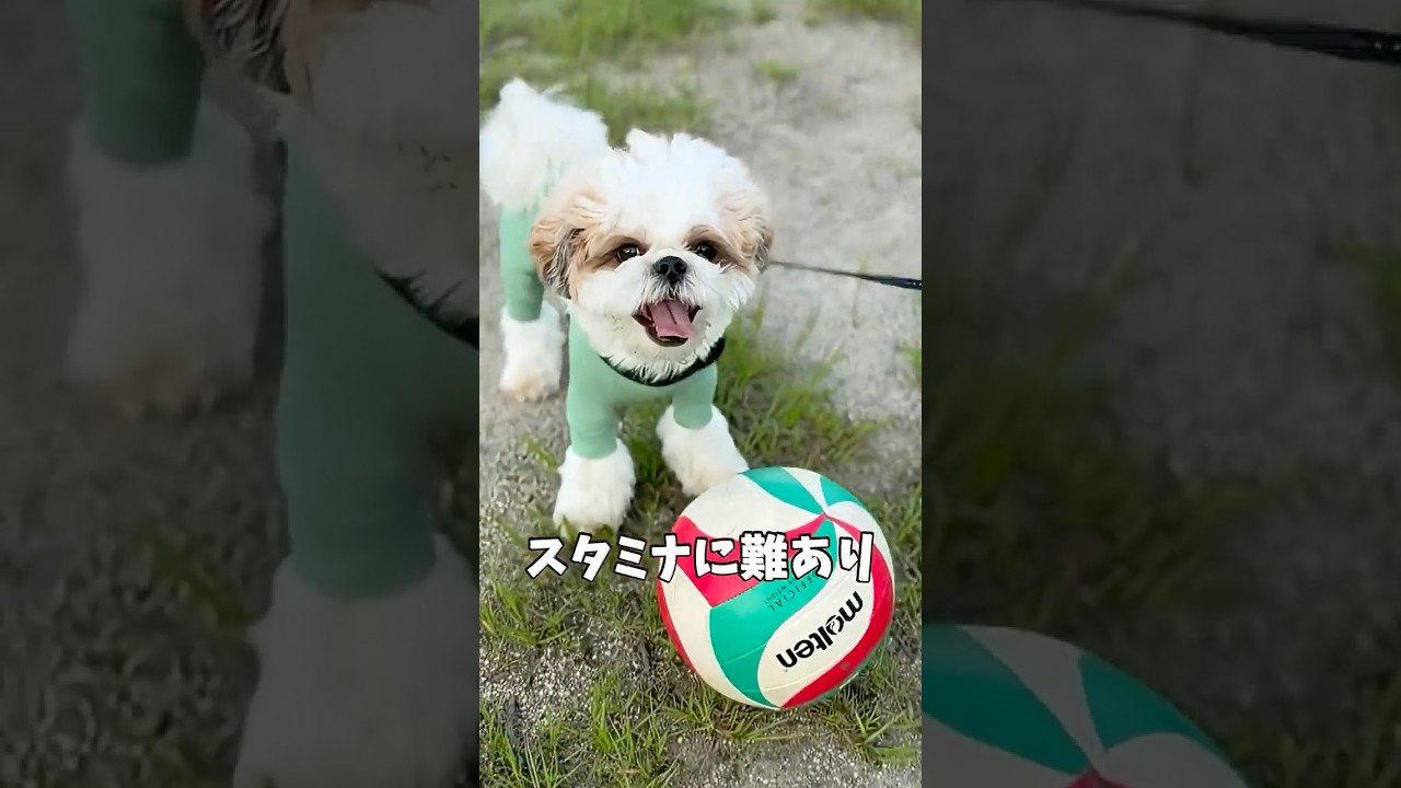 ⚽️シーズー代表🇯🇵 #アフロ犬 #shihtzu #サッカー日本代表 - YouTube