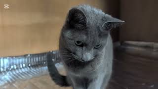 24. April 2026 Leben mit Katzen 😺✨️ Mein zweiter Sohn, Roku 😸💕