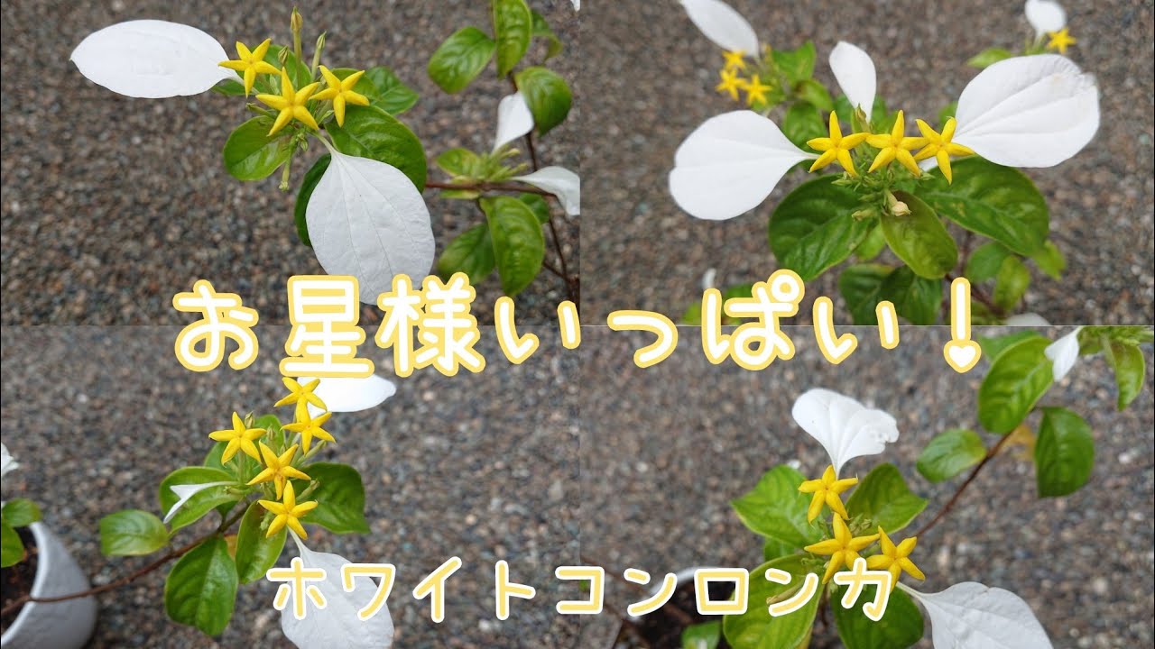 お星様いっぱい ホワイトコンロンカ Youtube お星様いっぱい ホワイトコンロンカ Youtube