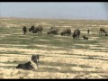 CENTRAL ASIAN OVCHARKA TURKMENISTAN - Alabai in the Karakum Desert