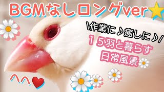 【文鳥】BGMなしロングver♪心を癒す ゆるゆる動画☆