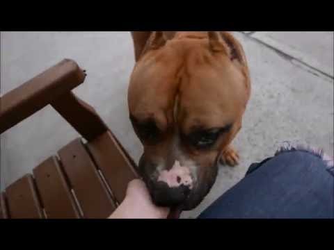 Tank - A1080096 - Brooklyn ACC camera iphone 8 plus apk