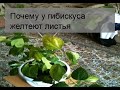 Почему у гибискуса желтеют листья