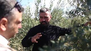 Agromillora Makineli Zeytin Hasat Günü Video