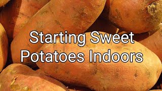 Starting sweet potato plants indoors