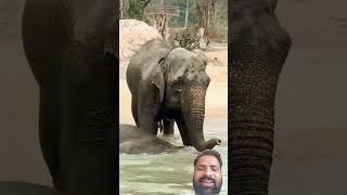 #elephant #lion #zoo #animals #love #forest #masti#wildanimals#nature#water#rever