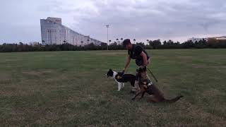 Border Collie Eğitim Köpek Eğitimi