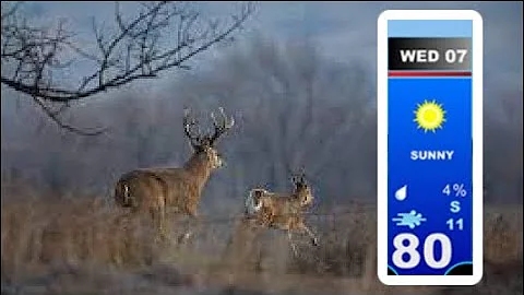 Tips to hunt a warm weather rut