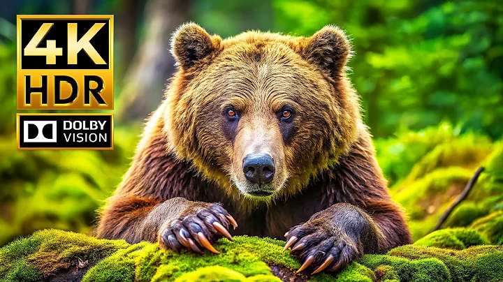 THE ULTIMATE ANIMAL KINGDOM 4K VIDEO | Dolby Vision HDR 4K 60fps