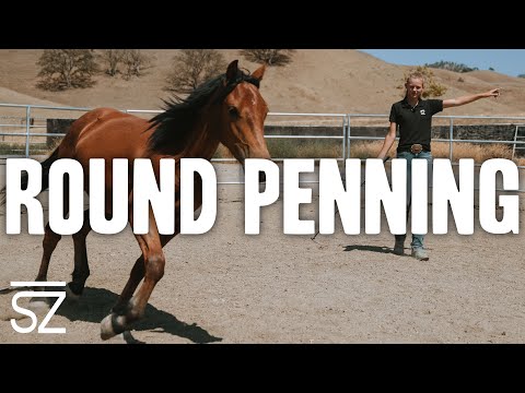 Basics of Round Penning a Mustang