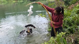 Diep's fishing skills, method of fishing with small bamboo poles to catch carp and catfish for sale.