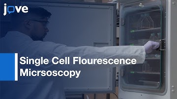 Single Cell Flourescence Micrsoscopy for Effercytosis Quantification | Protocol Preview