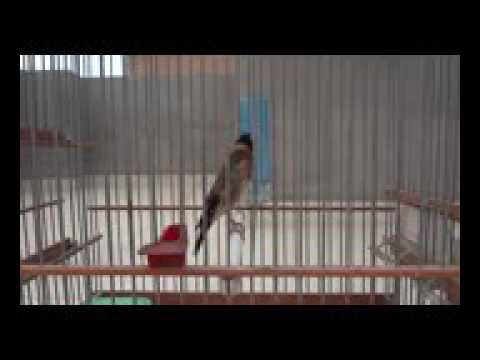 تغريد حسون نادر من سطيف 