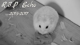 Farewell Echo