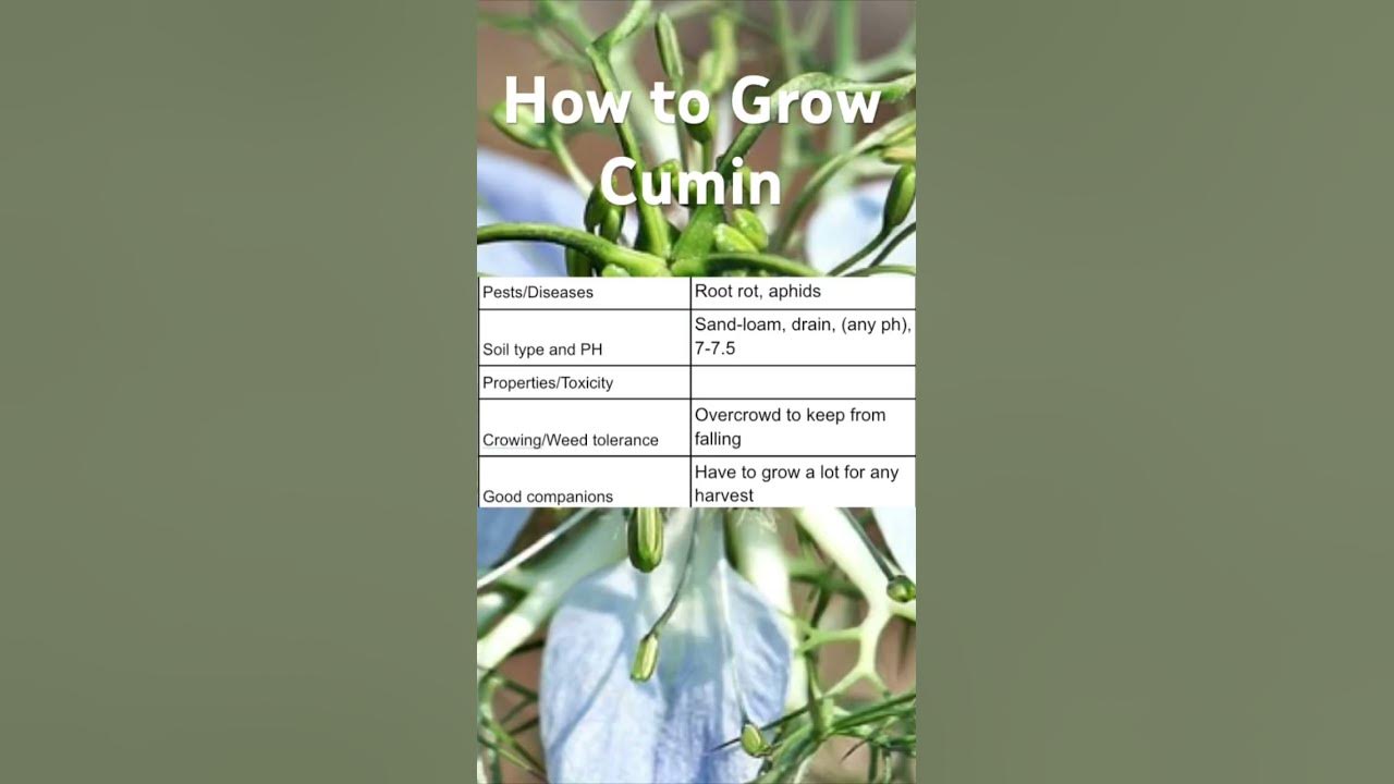 How to Grow Cumin YouTube