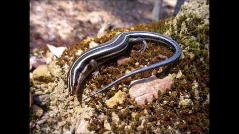 Logging the Appalachian Trail and it