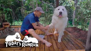 ルンルンとアラン初めての露天風呂　Great Pyrenees　グレートピレニーズ