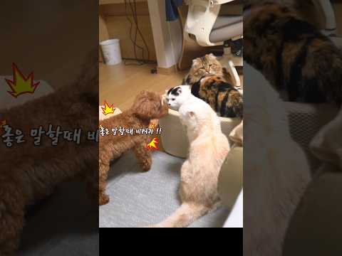 덩치 큰 7마리 고양이와 맞짱뜨는 <strong>놀부</strong> 강아지 ㅋㅋㅋㅋ 와 쎄다!ㅋㅋㅋㅋ