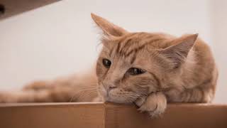 Unidentified Song Lonely