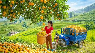 TIMELAPSE -- Harvest 1000+ Sour Garcinia Cowa Go to Market Sell \u0026 Growing Eggplant