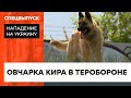 Хвостатая защитница. Как овчарка Кира борется за Украину в рядах теробороны — ICTV