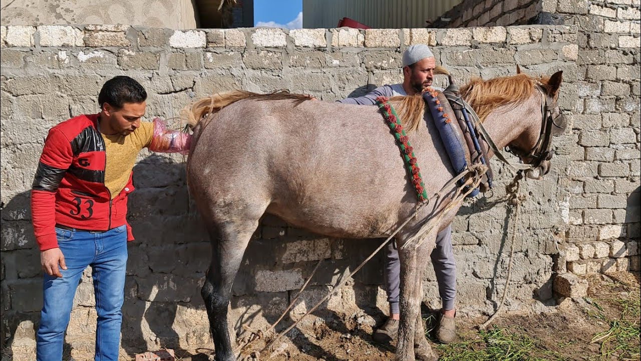 الجساس هيقولنا عرف إذاي إن الفرصه دي فيها نتايه مش دكر وبيعرف نوع الجنين في الشهر الكام 🤔