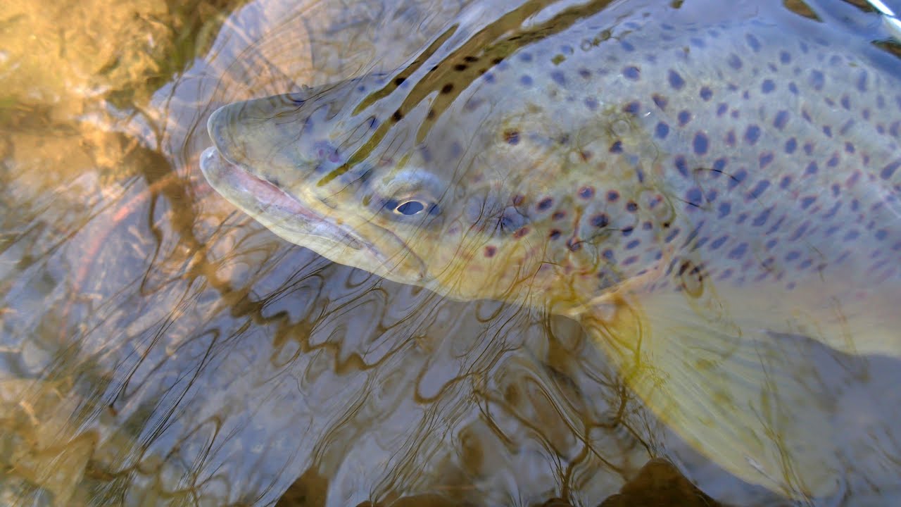 Veľký potočáci 40 + z malých potokov (2013/2014) - Big trout 40+ from small streams (2013/2014)