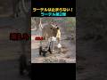 小さな暴君ラーテル🦡 ライオンもヒョウも関係ない不屈の小さな戦士！ #ラーテル #shorts