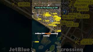 🐢 Turtle Stops JFK Runway Traffic! 😲 Funny ATC Chat with JetBlue 585 & 618 ✈️
