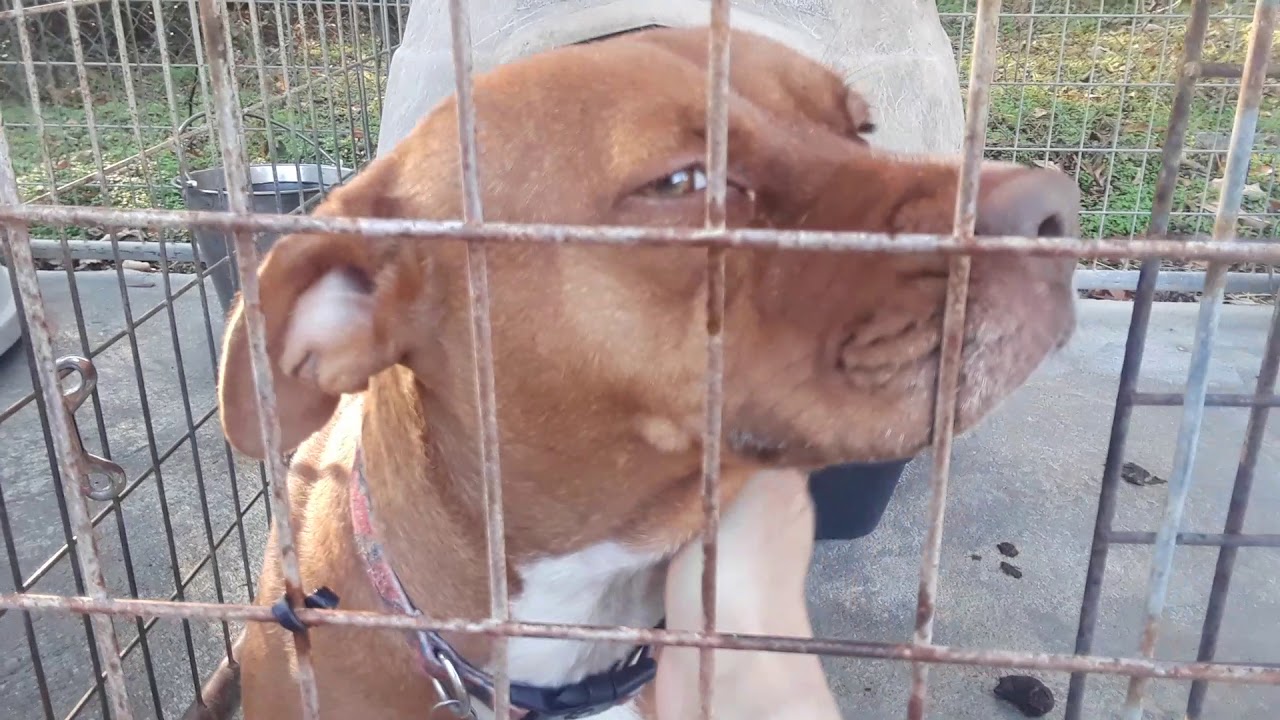 Ginger getting love in Kennel 12.7.19(1) YouTube